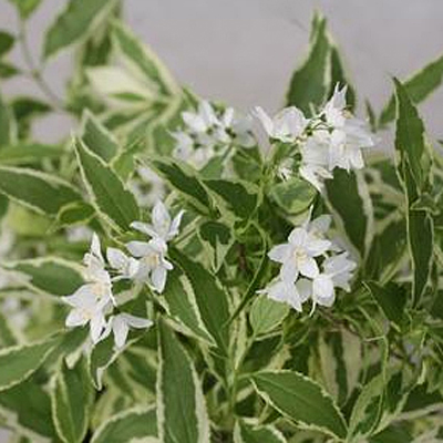 Deutzia g. 'Crme Fraiche'