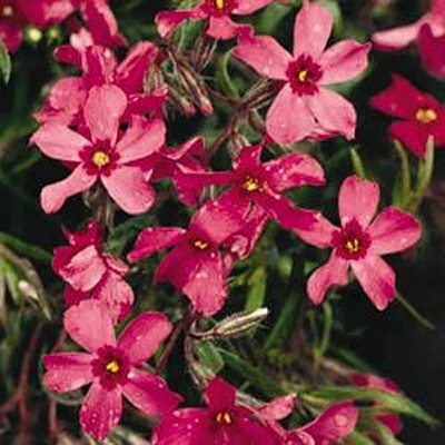 Phlox sub. 'Crimson Beauty'