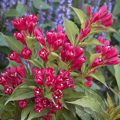 Weigela f. 'Crimson Kisses'