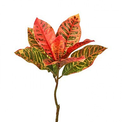 Croton Natural Touch Pick