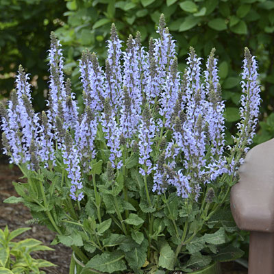 Salvia n. 'Crystal Blue'