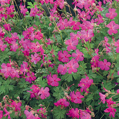 Geranium x c. 'Crystal Rose'