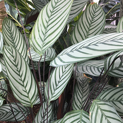 Ctenanthe setosa