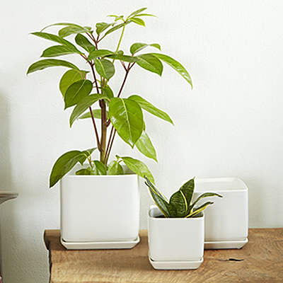 Cube Planter with Saucer - Matte White