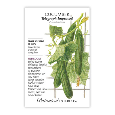 Seeds - BI Cucumber English Telegraph