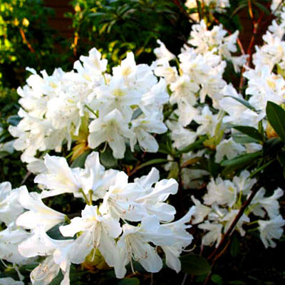 Rhododendron cat. 'Cunningham's White'