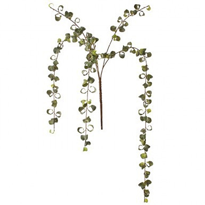 Ficus Curly Vine x5