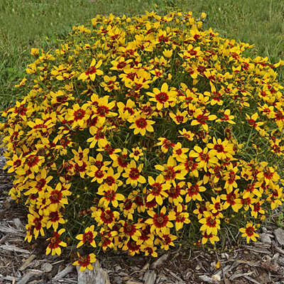 Coreopsis x 'Curry Up'