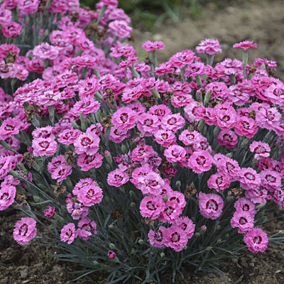 Dianthus x 'Cute as a Button'