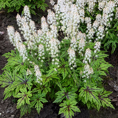 Tiarella x 'Cutting Edge'