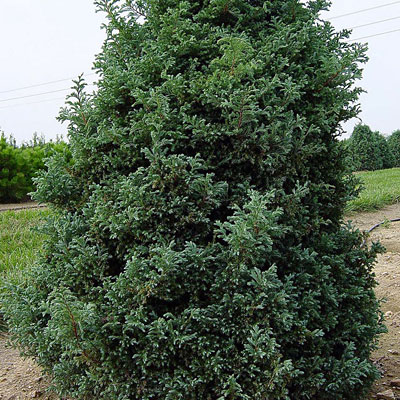 Chamaecyparis p. 'Cyano Viridis'