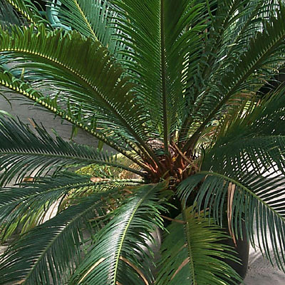 Cycas