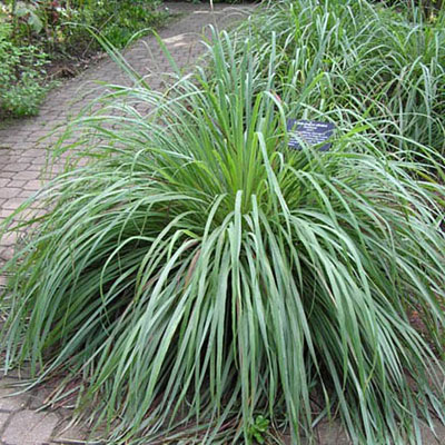 Lemon Grass