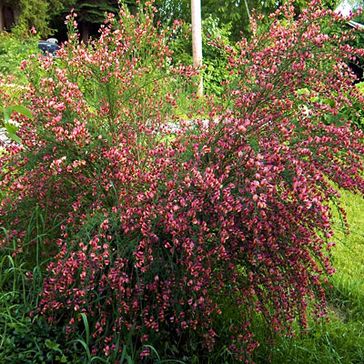 Cytisus s. 'Burkwoodii'