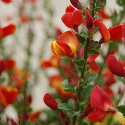 Cytisus s. 'Lena'