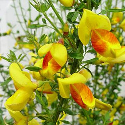 Cytisus s. 'Madame Butterfly'