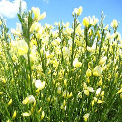 Cytisus s. 'Moonlight'