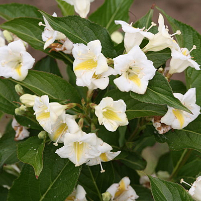 Weigela f. 'Czechmark Sunny Side Up'