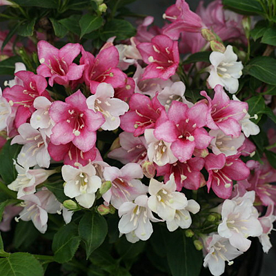 Weigela f. 'Czechmark Trilogy'
