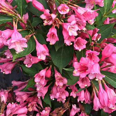 Weigela f. 'Czechmark Twopink'