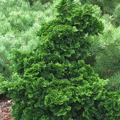 Chamaecyparis o. 'Dainty Doll'