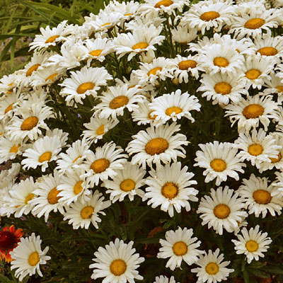 Leucanthemum x s. 'Daisy May'