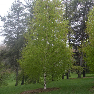 Betula pl. 'Dakota Pinnacle'
