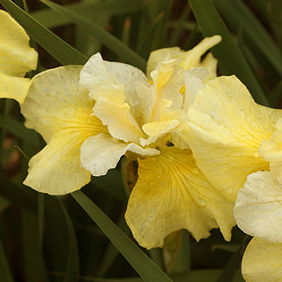 Iris s. 'Dance and Sing'