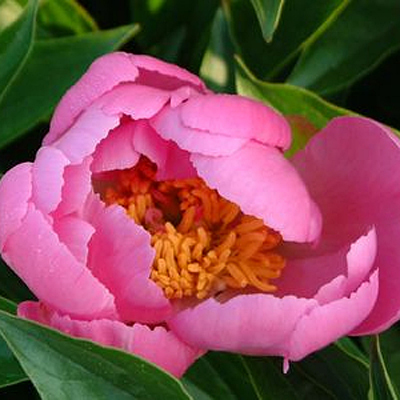 Paeonia l. 'Dancing Butterfly'