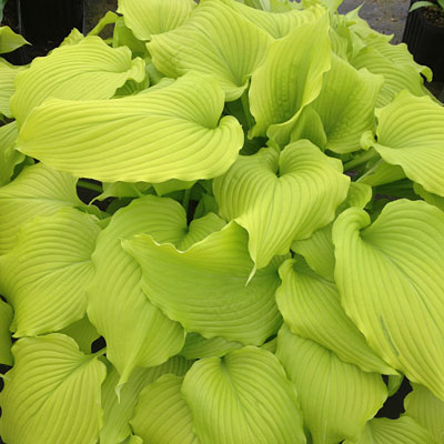 Hosta 'Dancing Queen'