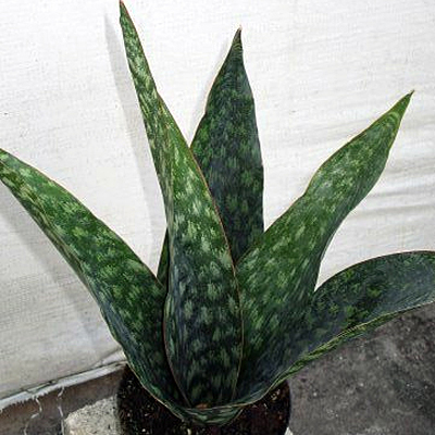 Sansevieria 'Danish Crown'