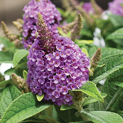 Buddleia d. 'Dapper Lavender'