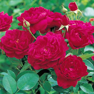 Rosa 'Darcey Bussell'