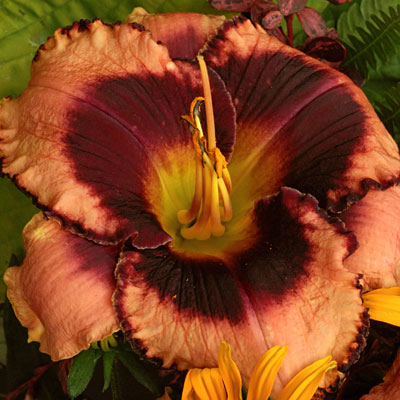 Hemerocallis 'Daring Deception'