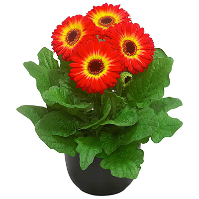 Gerbera 'Flori Line Maxi Dark Fireball'