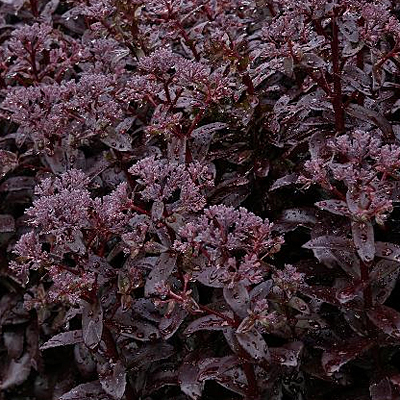 Sedum x 'Dark Magic'