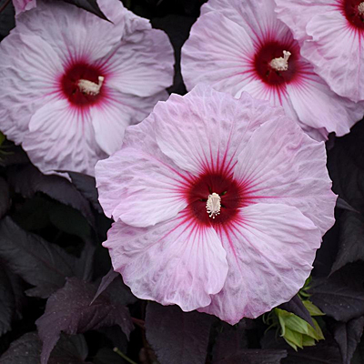 Hibiscus 'Dark Mystery'