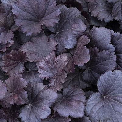 Heuchera x 'Sirens' Song Dark Night'