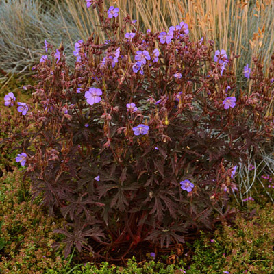 Geranium p. 'Dark Reiter'