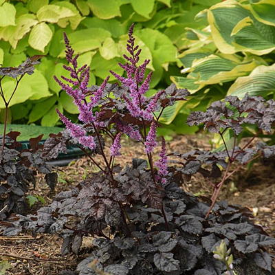 Astilbe x 'Dark Side of the Moon'