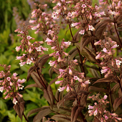 Penstemon d. 'Dark Towers'