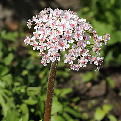 Darmera peltata