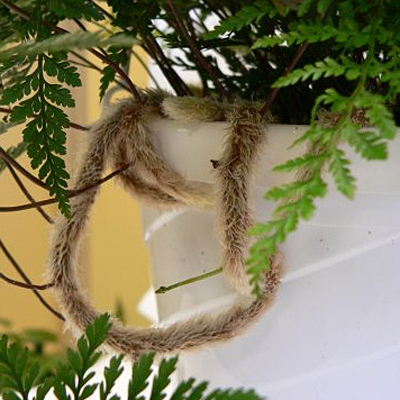 Davallia fejeensis