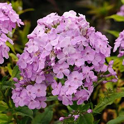 Phlox p. 'David's Lavender'