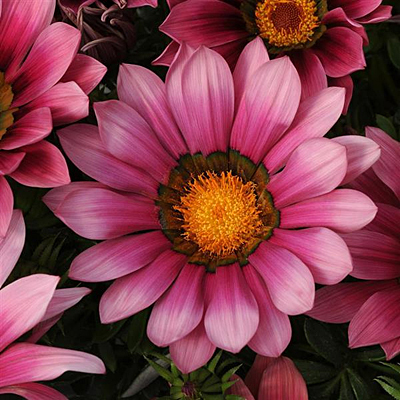 Gazania 'New Day Pink Shades'