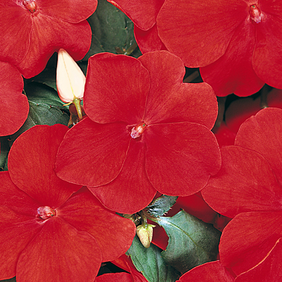 Impatiens 'Dazzler Red'