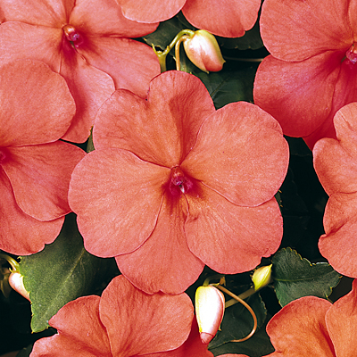 Impatiens 'Dazzler Salmon'