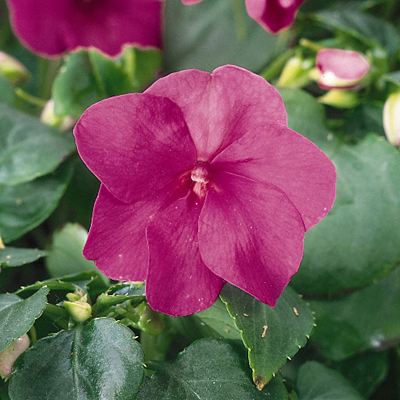 Impatiens 'Dazzler Violet'