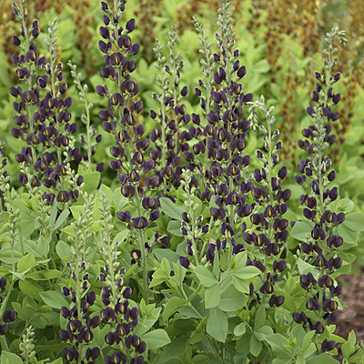 Baptisia x 'Decadence Dark Chocolate'