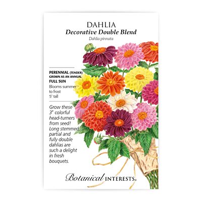Seeds - BI Dahlia Decorative Double Blend